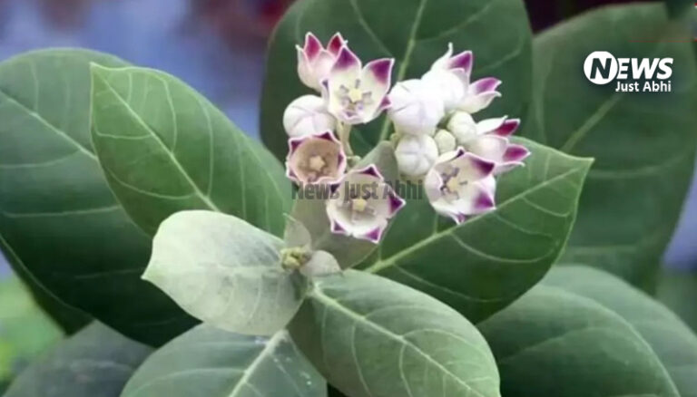 300 पार पहुंचे शुगर को भी खून से चूस के निकाल फेकेगा ये हरा पत्ता, शुगर के मरीज को मिलेगा बस एक हफ्ते में आराम, बस सेवन का दें ध्यान और देखें कमाल ⑅ 300 पार पहुंचे शुगर को भी खून से चूस के निकाल फेकेगा ये हरा पत्ता, शुगर के मरीज को मिलेगा बस एक हफ्ते में आराम, बस सेवन का दें ध्यान और देखें कमाल ⑅