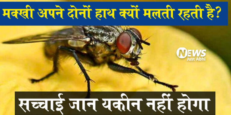कभी दिमाग में सवाल आया मक्खी बैठे बैठे अपने हाथ क्यों मलती है?’ जाने वजह• ⤙