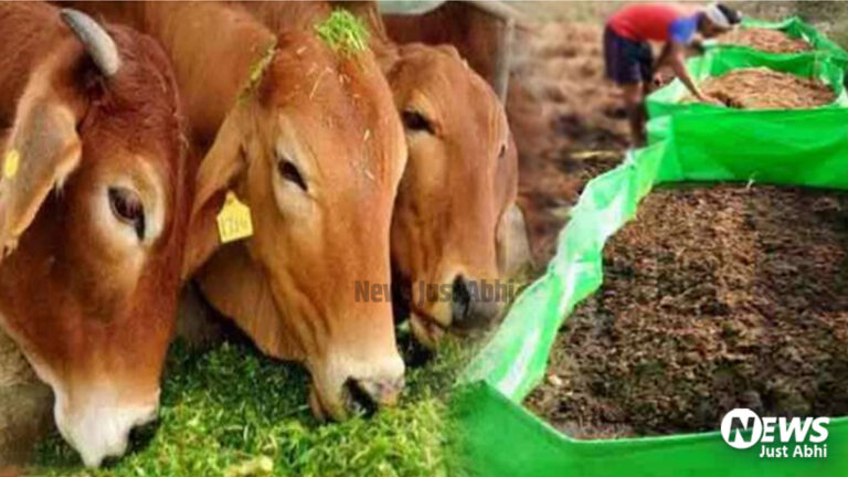 1 गाय से 6 एकड़ जमीन कर सकते हैं उपजाऊ, गाय के गोबर व गोमूत्र से तैयार हुई अनोखी खाद   ㆁ