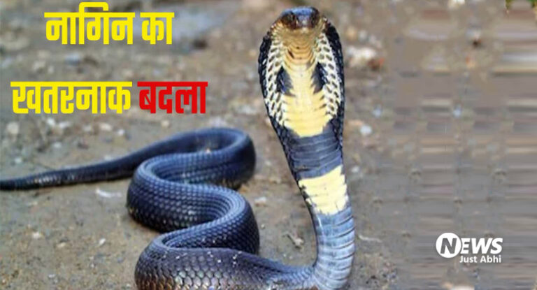 लौट आई है खतरनाक नागिन, अब ढूंढ कर ले रही है बदला. खबर पढ़ कर उड़ जायेंगे आपके होश ⑅ लौट आई है खतरनाक नागिन, अब ढूंढ कर ले रही है बदला. खबर पढ़ कर उड़ जायेंगे आपके होश ⑅