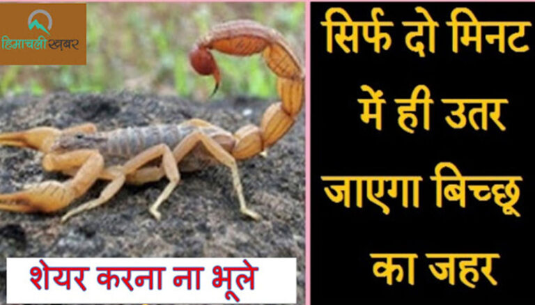 बिच्छू के काटते ही कर लीजिये ये काम, जहर हो जाएगा खत्म, बच जाएगी जान  ؂؂