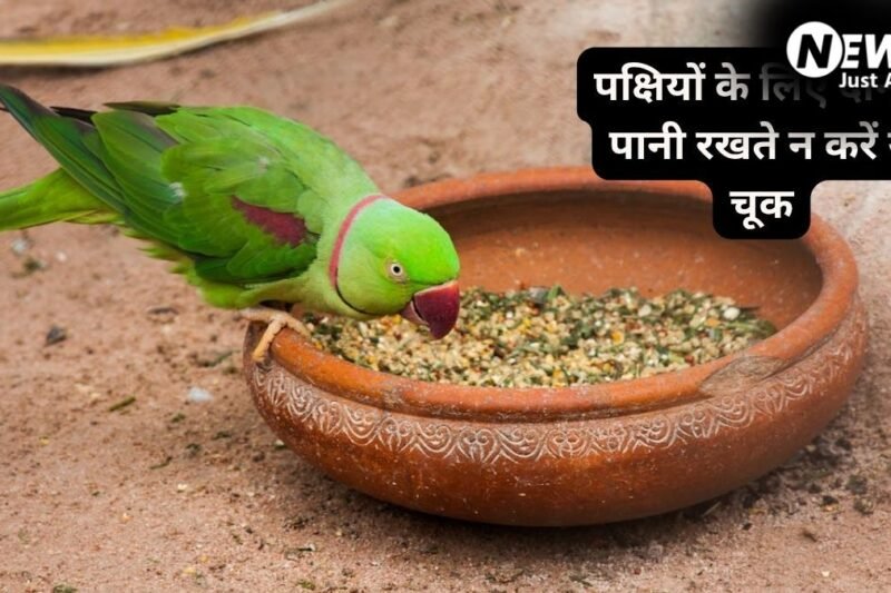 पक्षियों के लिए दाना-पानी रखते हैं? जरूर ध्यान रखें ये बातें, शनि और राहु-केतु का प्रभाव खोलेगा तरक्की के रास्ते!​