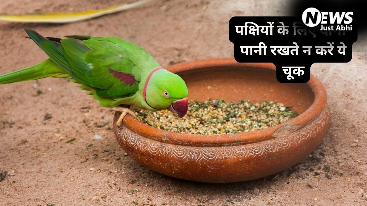 पक्षियों के लिए दाना-पानी रखते हैं? जरूर ध्यान रखें ये बातें, शनि और राहु-केतु का प्रभाव खोलेगा तरक्की के रास्ते!