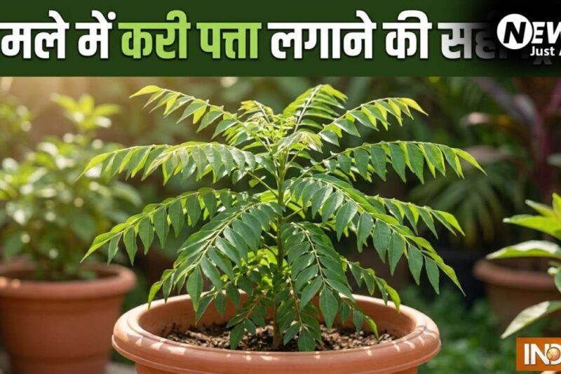 गमले में कैसे लगाएं करी पत्ता, इस ट्रिक को अपनाएं तेजी से बड़ा होगा पौधा, खाद पानी से ज्यादा इस बात का रखें ख्याल​