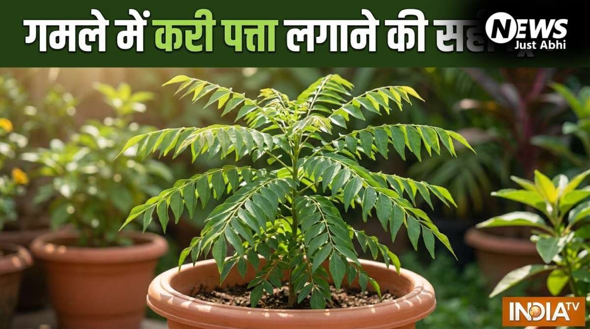 गमले में कैसे लगाएं करी पत्ता, इस ट्रिक को अपनाएं तेजी से बड़ा होगा पौधा, खाद पानी से ज्यादा इस बात का रखें ख्याल​