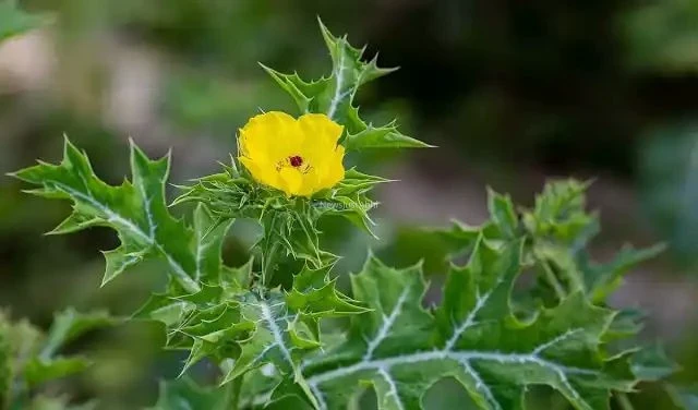 ​​सिर्फ 12 दाने रोज़ खाएं.. बुढ़ापे में भी बनी रहेगी शेर जैसी ताकत