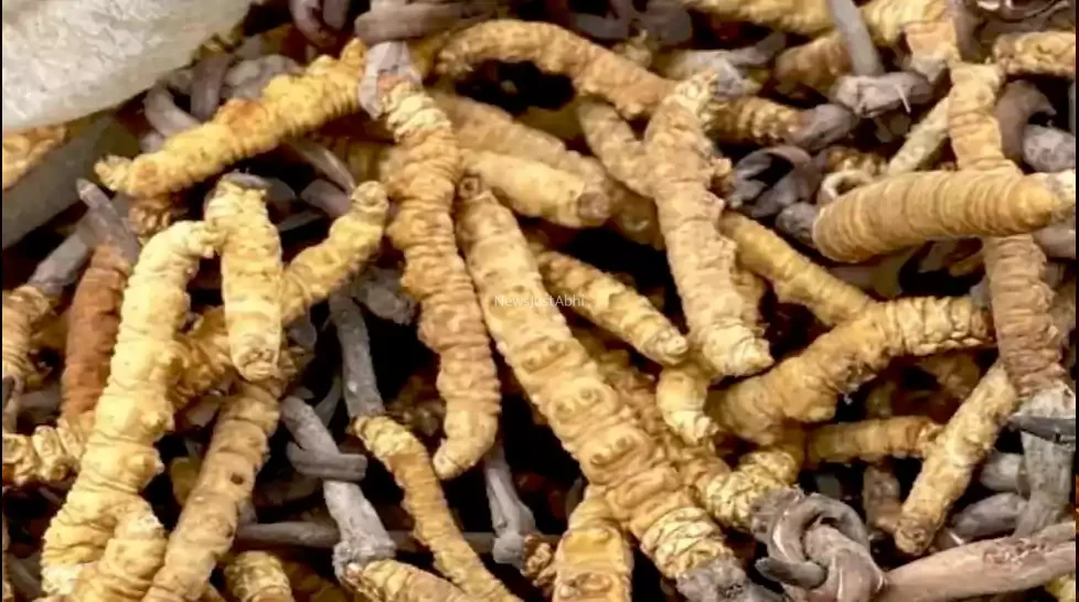 ​​शिलाजीत नहीं ये एक लकड़ी देगी घोड़े जितनी ताकत, एक ही बार में पत्नी हो जाएगी खुश