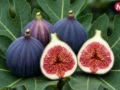 Fig Benefits : सिर्फ 15 दिन तक रोज खा लें 1 अंजीर… फिर शरीर में दिखेंगे ऐसे बदलाव, डॉक्टर ने बताया सही तरीका