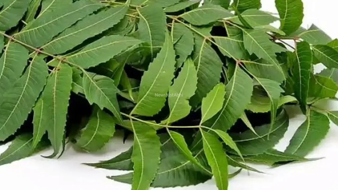 कमजोर इम्यूनिटी को बनाएं मजबूत! तुलसी, नीम समेत ये 5 पत्तियां सेहत के लिए नहीं हैं किसी वरदान से कम​