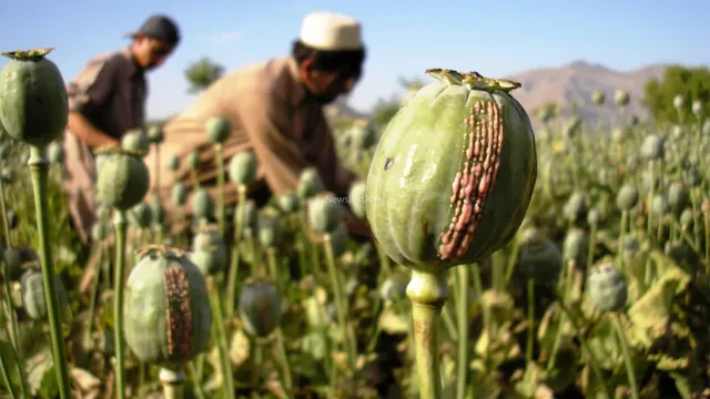 अफगानिस्तान में ‘अफीम संकट’… 95% तक घट गई खेती, फिर भी स्टॉक और तस्करी का खेल जारी​