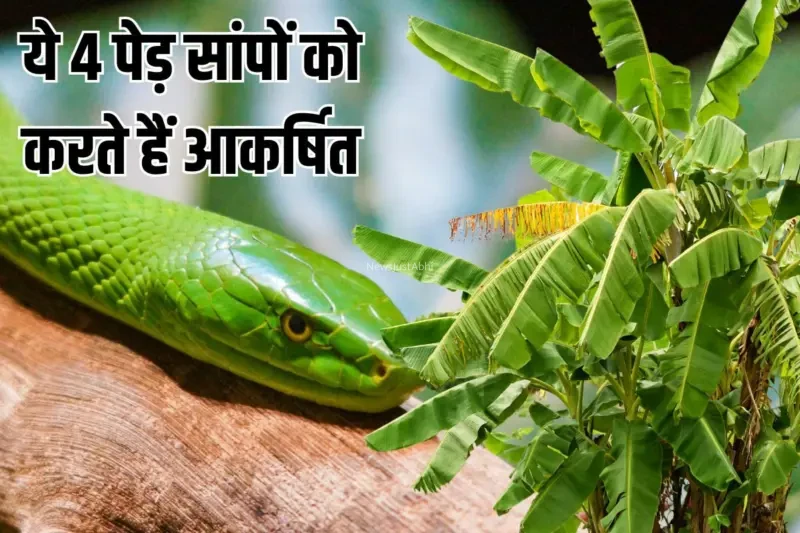 घर के आसपास हैं ये 4 पेड़? तो तुरंत फेंक दें उखाड़कर, सुंगध से खींचे दौड़े आते हैं जहरीले सांप​​​