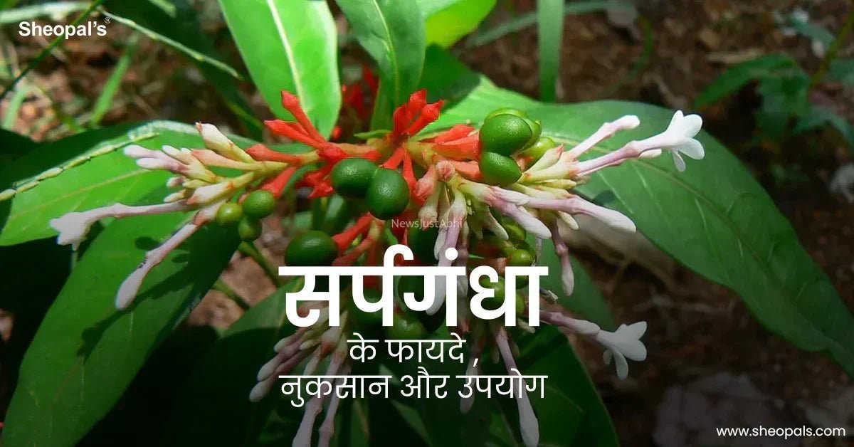 सर्पगन्धा के अद्भुत गुणों से आप अभी तक अनजान है, ये साँप या कीड़े के काटने, हृदय, प्रसव पीड़ा, तनाव आदि कई रोगों की रामबाण औषधि है​​​