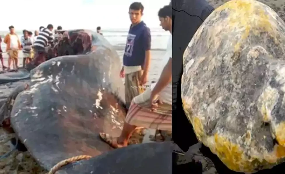 व्हेल मछली की उल्टी ने बदल दी किस्मत, गरीब मछुआरे रातों रात बने करोड़पति, लगी 11 करोड़ की लॉटरी