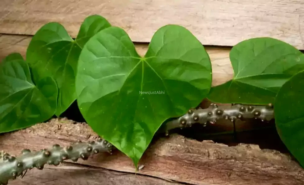 गरीब के घर की डॉक्टर गिलोय सभी बुखार ज्वर से लेकर अस्थमा, बवासीर, मधुमेह तक 10 रोगों की चमत्कारी औषिधि