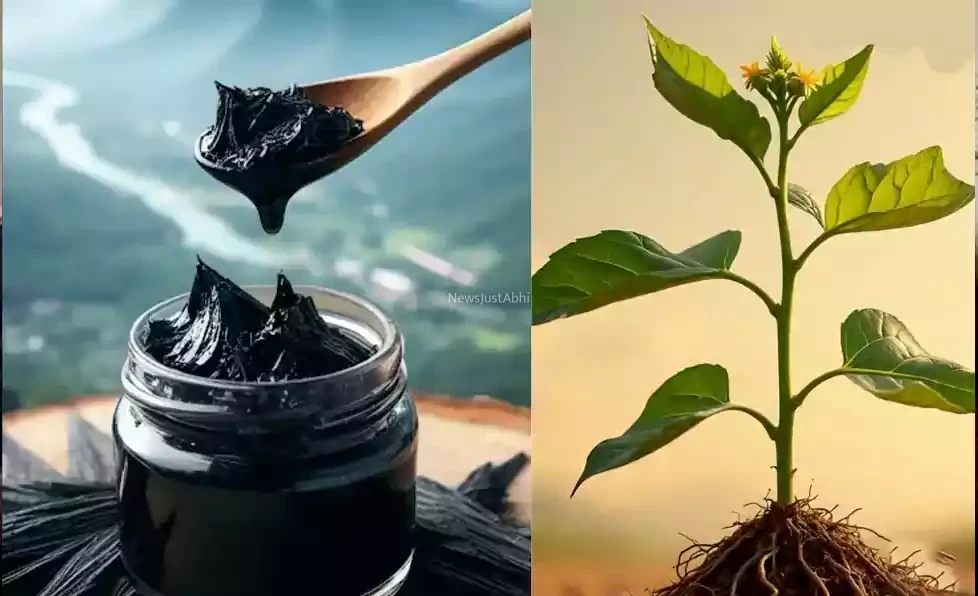 10 घोड़ों जितनी ताकत चाहिए तो शिलाजीत नहीं इस एक जंगली जड़ी-बूटी का करें इस्तेमाल