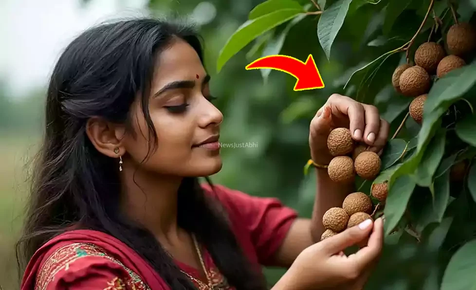 मामूली सा दिखने वाला रीठा बवासीर का सिर्फ 7 दिन में जड़ से कर देगा सफाया,  ऐसे ही इसके 55 अद्भुत फायदे जान चौंक जाएंगे आप