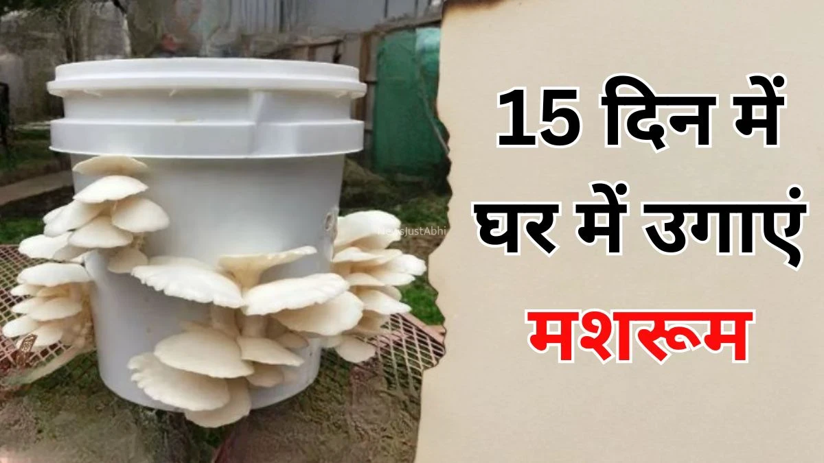 खाने हैं रोज ताजे मशरूम तो 15 दिन में इन 2 चीजों से घर में उगा डालिए कुकुरमुत्ता​​​