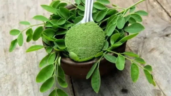 दूध केला पालक का बाप है मोरिंगा के पत्ते 1 दिन में कितना खाएं? डॉ से जानें सहजन के पत्ते खाने का