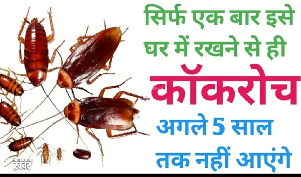 बस दो मिनट में सारे कॉकरोच को किचन से बाहर कर देगा ये तरीका, कीजिए बस ये काम
