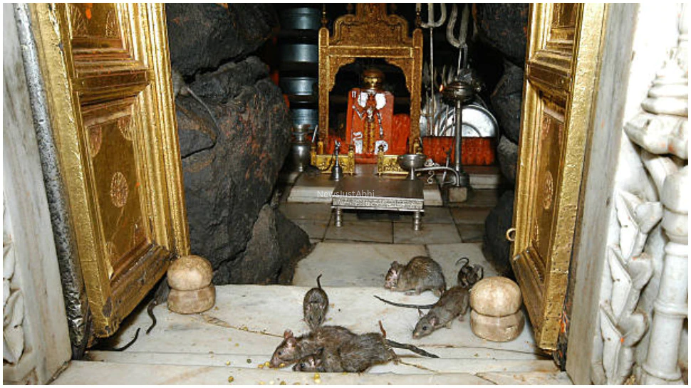 25 हजार चूहों से भरा है माता का ये अनोखा मंदिर माता के दर्शनों से पहले मिलते हैं विशेष निर्देश