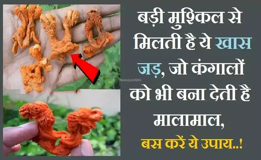 बड़ी मुश्किल से मिलती है ये खास जड़, जो कंगालों को भी मालामाल बना देती है, बस करें ये उपाय