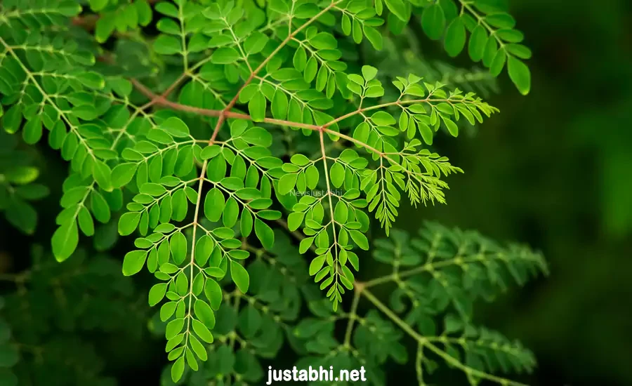 सहजन (Moringa) 300 रोगों की चमत्कारी रामबाण औषिधि है, 100 ग्राम सहजन में 5 गिलास दूध के बराबर शक्ति होती है, जरूर पढ़े और शेयर करे​​​