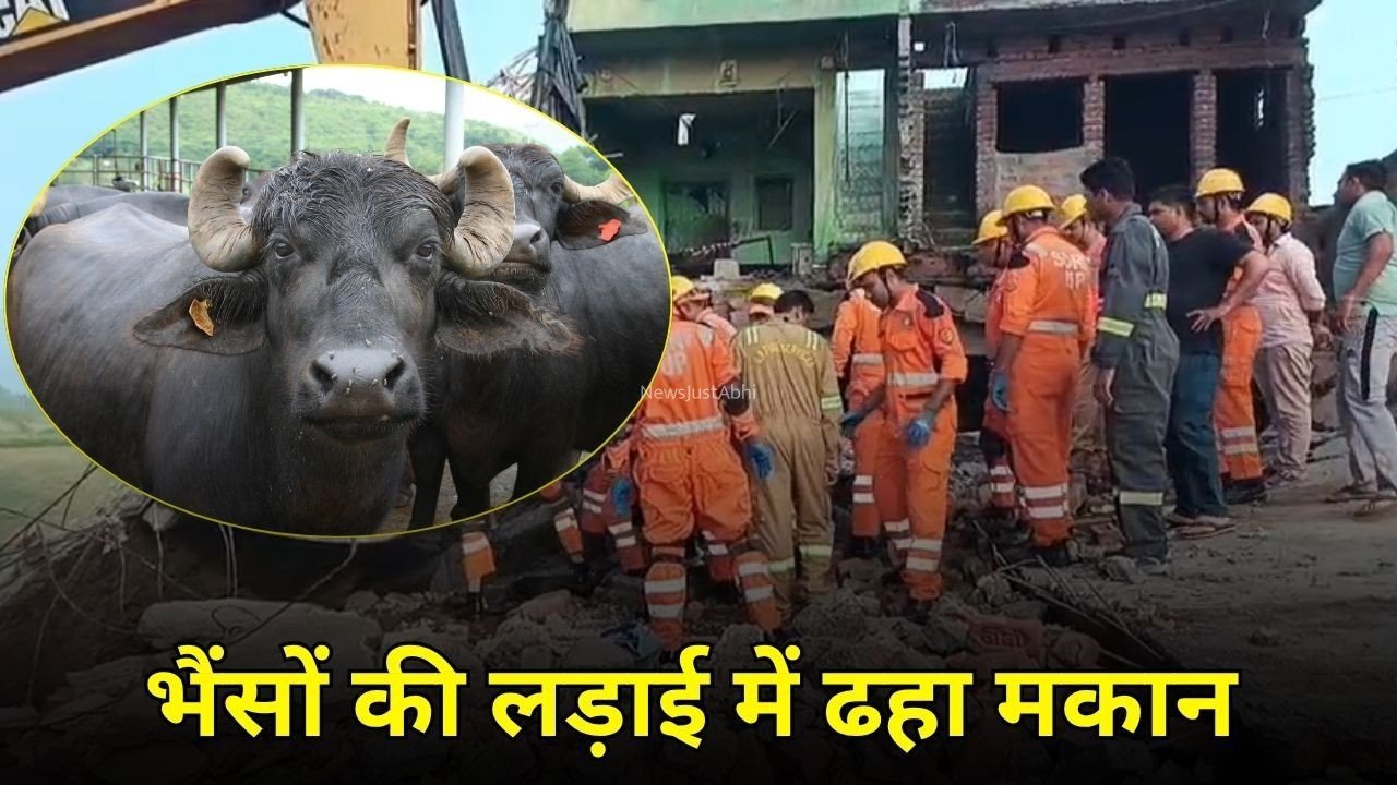 Badaun News: बदायूं में दर्दनाक हादसा, भैंसों की लड़ाई में ढहा दो मंजिला मकान, महिला की मौत