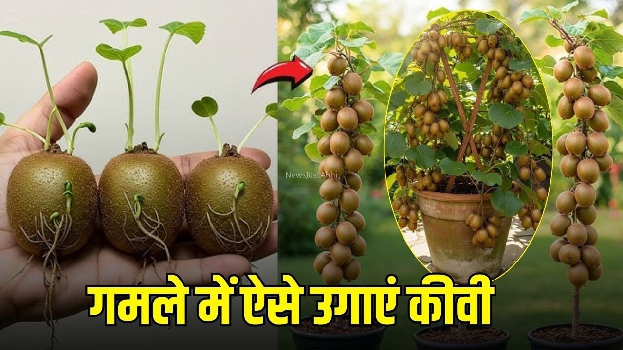 Kiwi Plant Growing Tips: गमले में ऐसे उगाएं कीवी का पौधा, घर पर ही लद जाएंगे फल!​