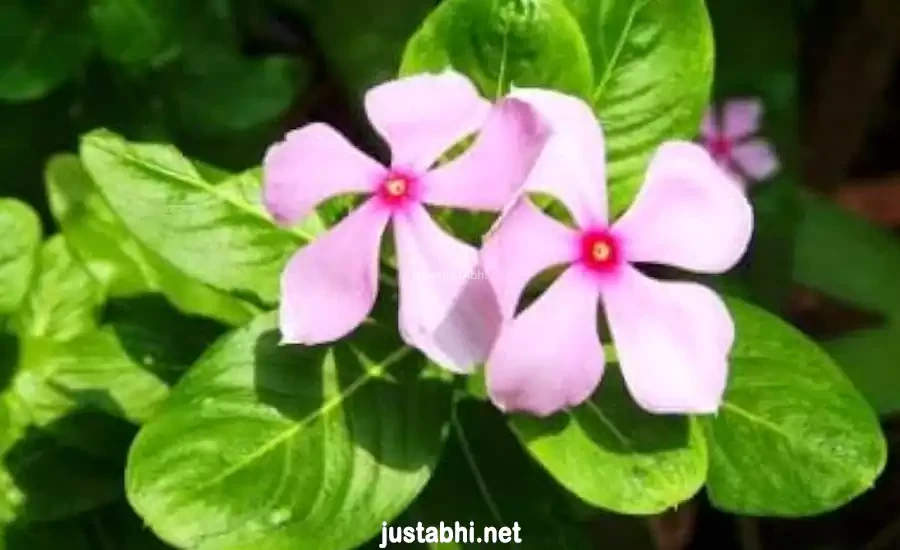 ये चमत्कारी पौधा बड़े से बड़े रोगों को जड़ से उखाड़ फेंकेगा वो भी मात्र 10 दिनों में, इसके बारे में जाने अभी​​​