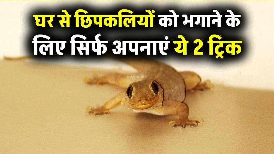 घर में छिपकलियों का आतंक होगा खत्म. सिर्फ ₹2 में अपनाएं ये 2 ट्रिक, असर चौंकाने वाला