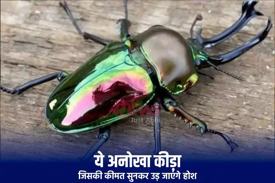 ये अनोखा कीड़ा जिसकी कीमत सुनकर उड़ जाएंगे होश.  कीमत इतनी की खरीदी जा सकती है लग्जरी कार, जानिए क्यों इतना कीमती है यह जीव​​​