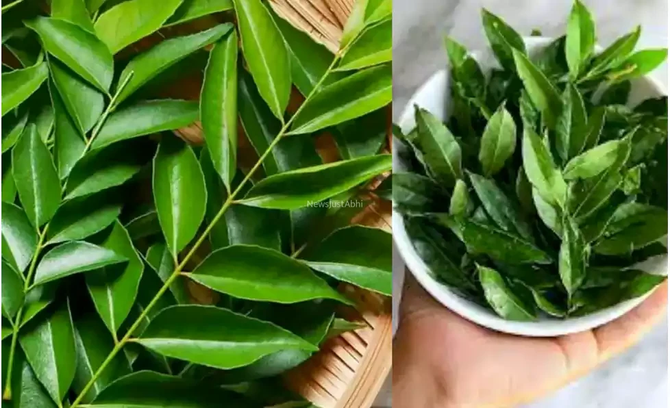 सुबह खाली पेट इस पौधे के पत्ते को चबाने की डाल लीजिये आदत, मिलेंगे ये 7 चमत्कारी फायदे, पढ़कर खुशी से झूम उठेंगे आप​​​