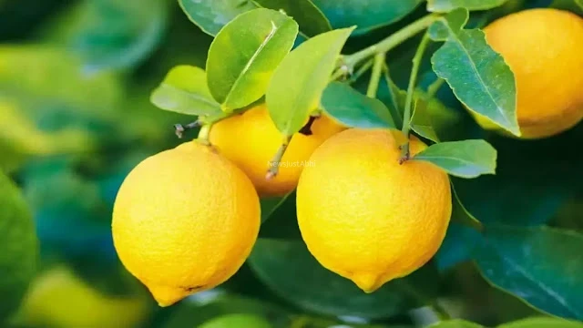 खाली पेट पीया नींबू पानी, 13 दिन में दिखा ऐसा बदलाव कि लोग पूछने लगे राज​​​