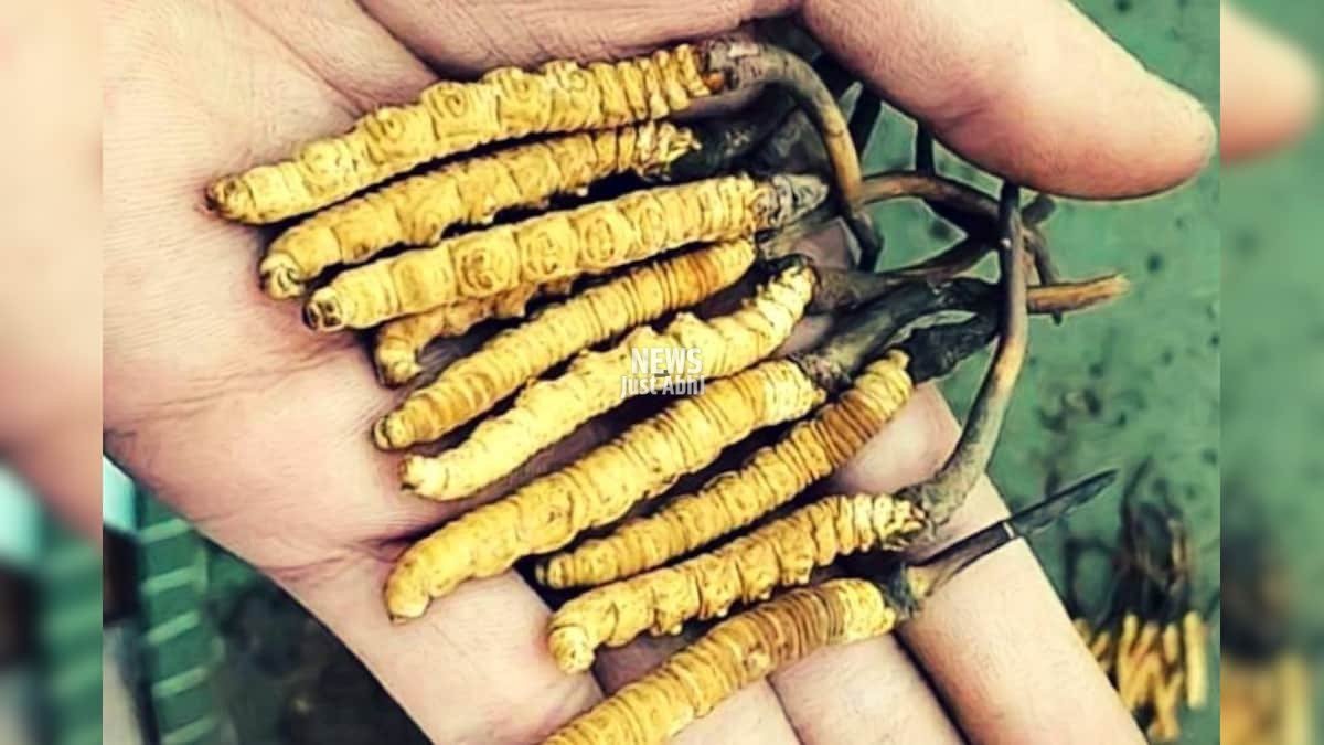 Himalayan-Viagra.jpg1