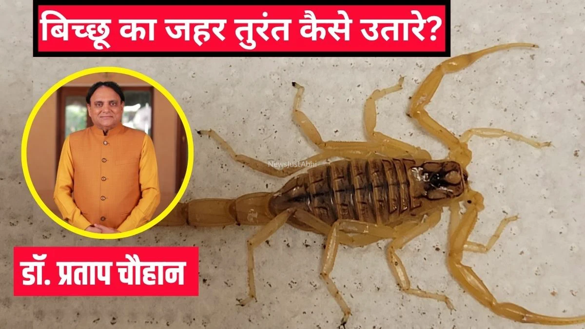 ​​बिच्छू का जहर तुरंत कैसे उतारे? आयुर्वेदिक डॉक्टर ने बताया बिच्छू के काटने पर क्या करना चाहिए​​​