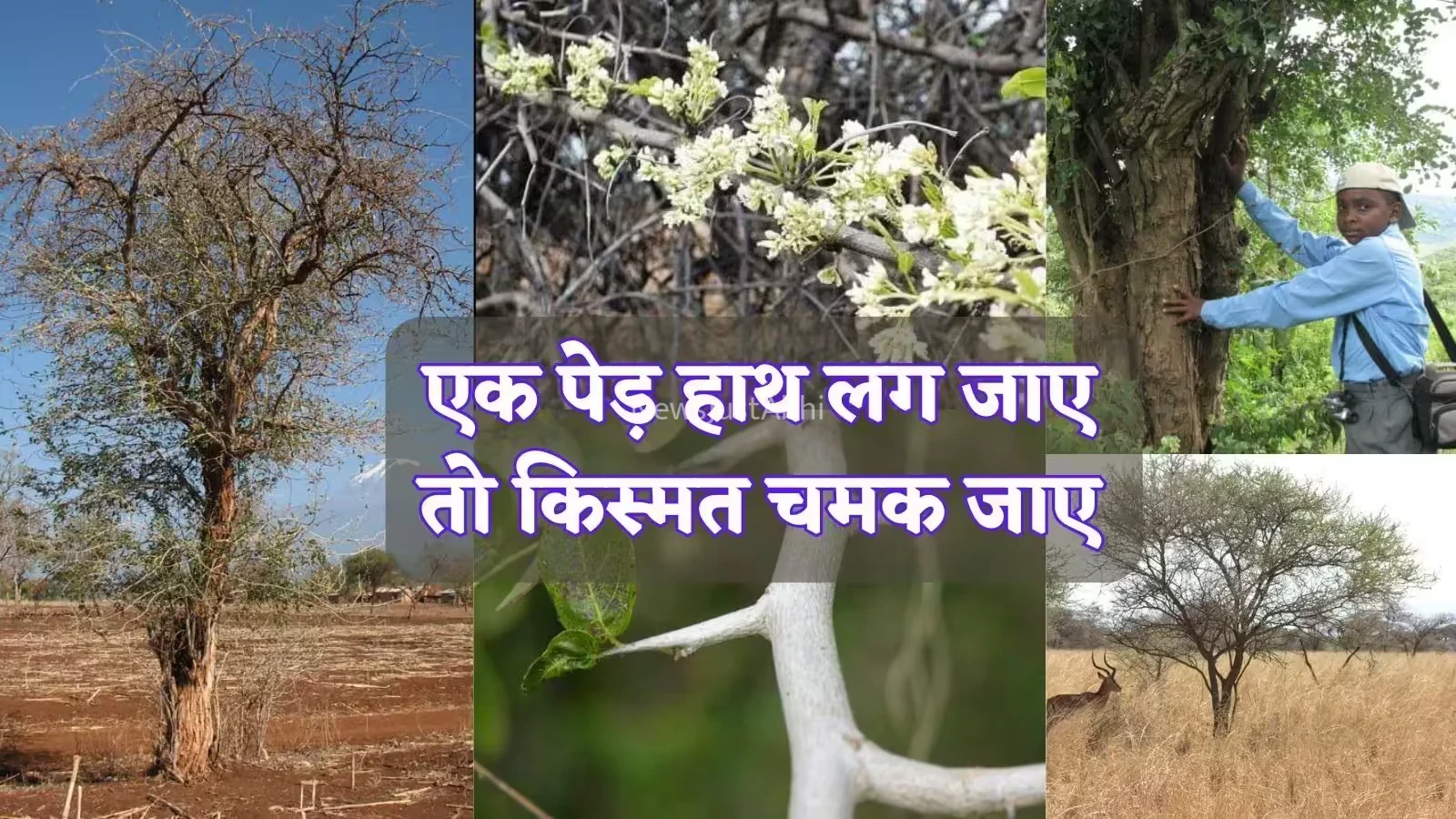 चंदन तो सिर्फ छलावा है, ये है दुनिया की सबसे महंगी लकड़ी, 5-6 किलो में तो आ जाएगी BMW कार