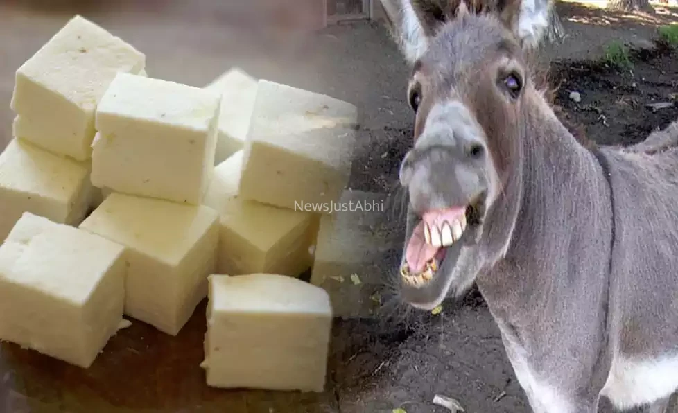 gadhi ka paneer