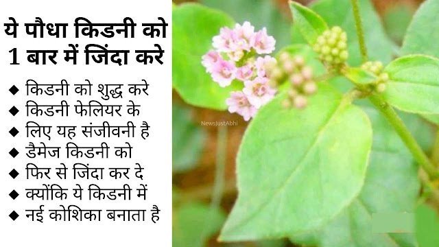 किडनी के रोगों के लिए घरेलू उपचार, एक बार जरुर पढ़े​​​