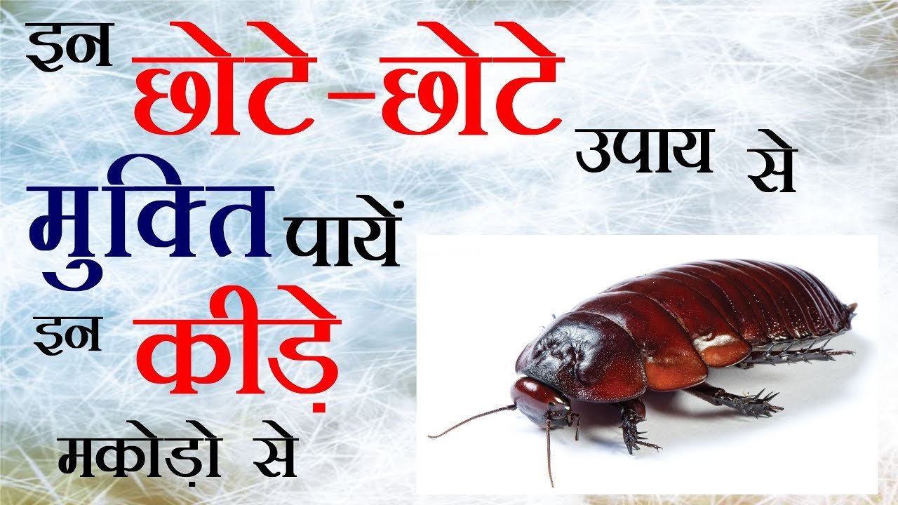 ​​घर में नहीं रहेंगे एक भी कॉक्रोच, चूहा और चींटी, कमाल के हैं ये 10 टिप्स​​​
