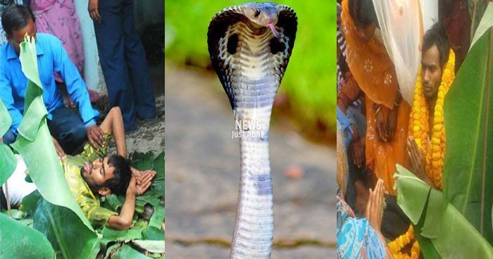 snake