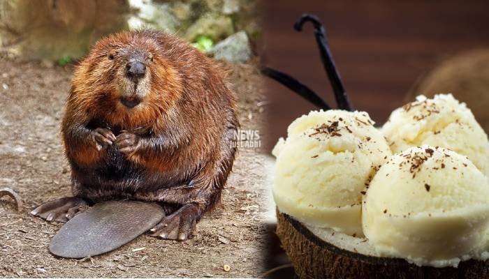 vanilla-beaver