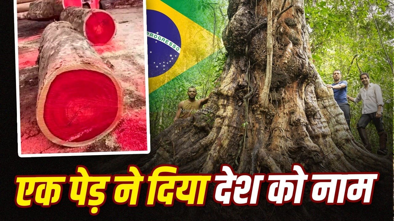 अंगारे जैसा रंग देने वाला वो पेड़ जिसके नाम पर रखा 21 करोड़ आबादी वाले देश का नाम