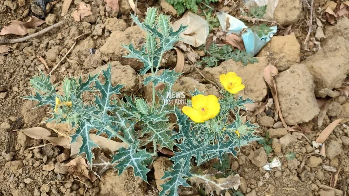 1200-675-21320779-thumbnail-16×9-plant