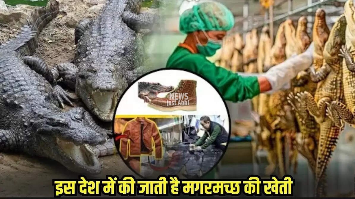 Crocodile farming