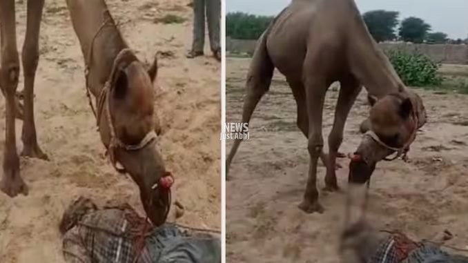 ऊंट ने मालिक का सिर जबड़े में फंसाकर तरबूज की तरह तोड़ दिया, 10 सेकंड में ही मौत…खौफनाक था मंजर…