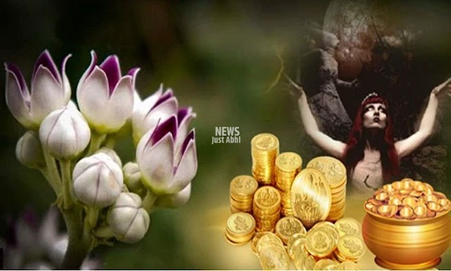 "तंत्र क्रियाओं में सबसे ज्यादा इस्तेमाल होती है इस पौधे की जड़, जानिए क्यों है तांत्रिकों की फेवरेट"..