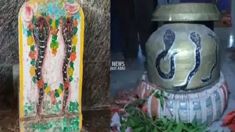 madhya-pradesh-mp-sehore-has-snake-court