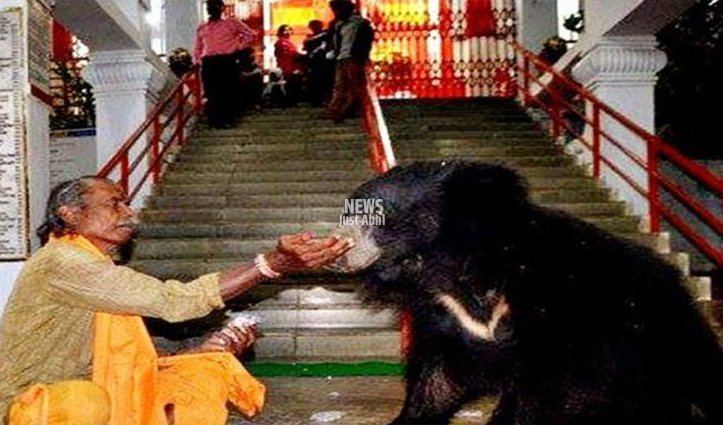 माँ के दर्शन के लिए रोज आता है भालुओं का परिवार, इस मंदिर में, भालुओं के देखने को उमड़ती है भारी भीड़ माँ के दर्शन के लिए रोज आता है भालुओं का परिवार, इस मंदिर में, भालुओं के देखने को उमड़ती है भारी भीड़