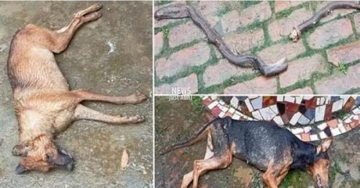 snake-fight-with-house-pet-sheru-and-coco-at-bhadohi-in-up-know-the-full-story