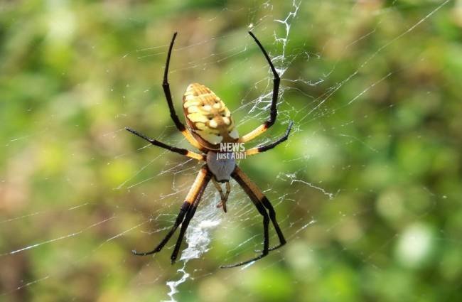 spider_145810548392_650x425_031616104913